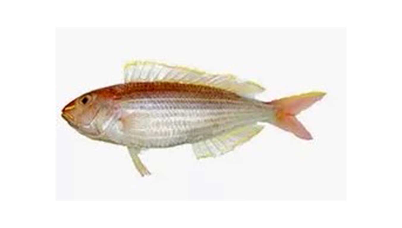 S&S FOOD VENTURE | Reefish